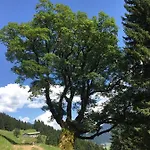Gemuetliche Bergwiese, 2-raum, Separates Schlafzimmer, Schoenen Balkon Oder Terrasse, Komfort Ausstattung, Ruhige Suedlage, Kostenfrei Wlan Und Schoene Helle Sauna, Broetchenservice, Parkplatz, Hunde Auf Anfrage, E-tankstelle, Sonnenlag * بالديرشفانغ