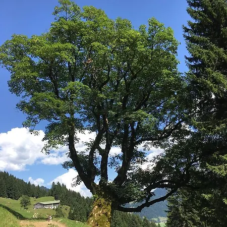 Gemütliche Bergwiese: Ruhige Südlage Mit Wlan Und Sauna * Balderschwang
